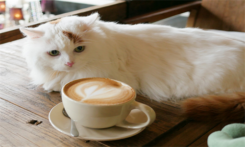 猫印咖啡